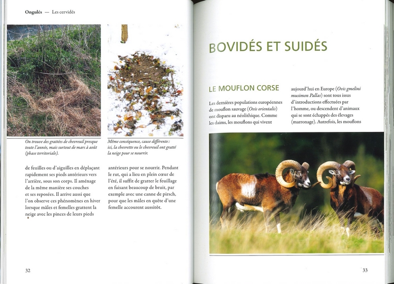Traces et empreintes d'animaux sauvages