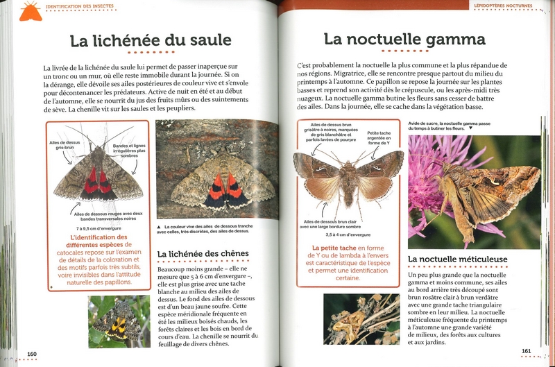 Le petit guide entomo