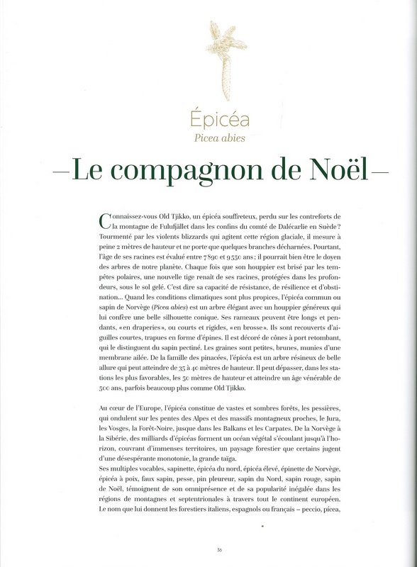 Arbres secrets de géants