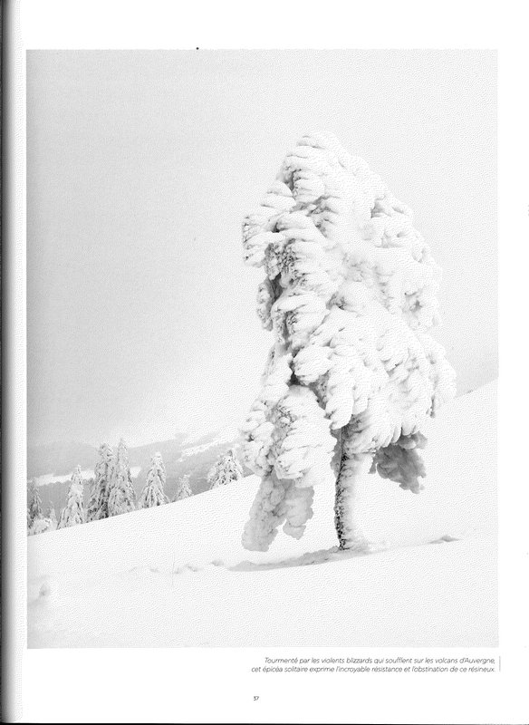 Arbres secrets de géants