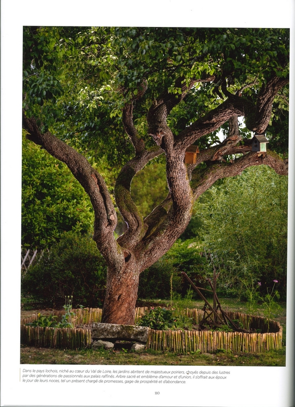 Arbres secrets de géants