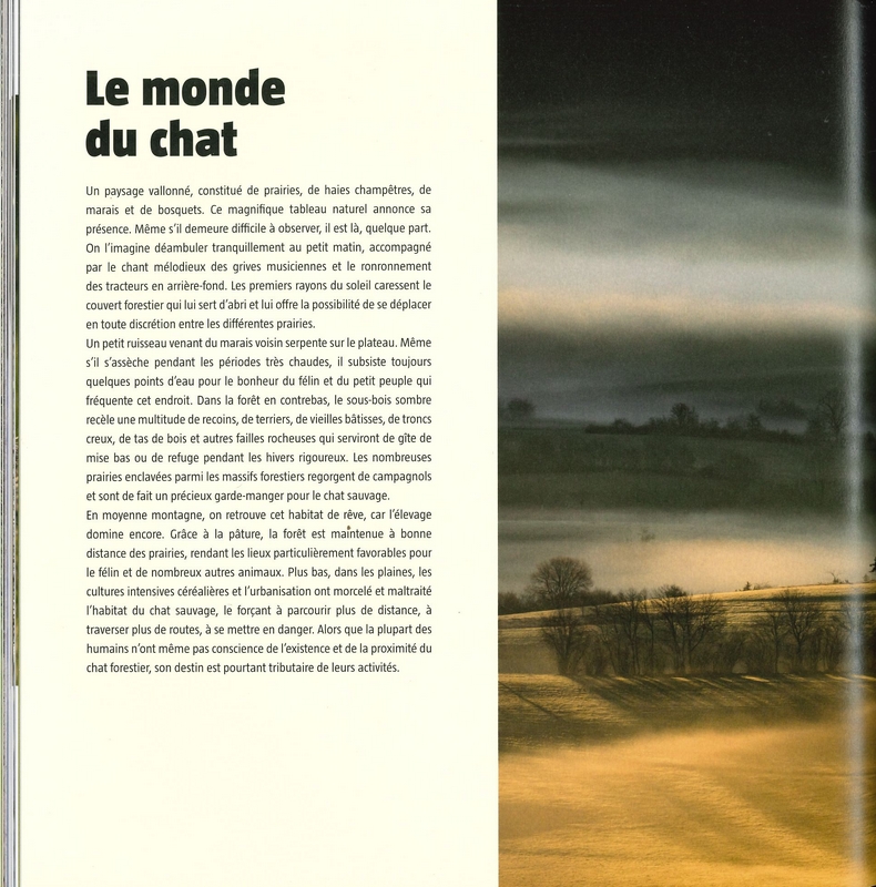 Le chat côté sauvage