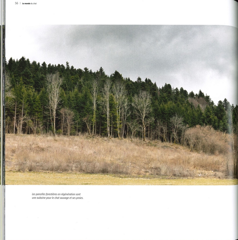 Le chat côté sauvage