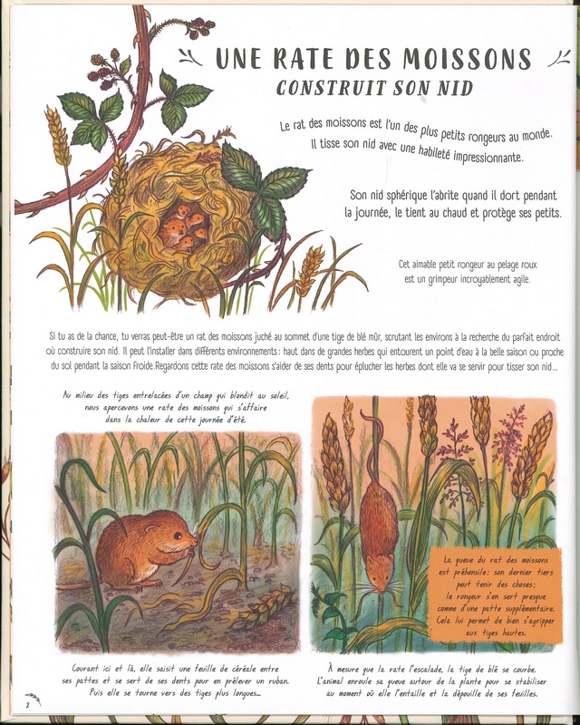 Les secrets de la nature tout près de toi