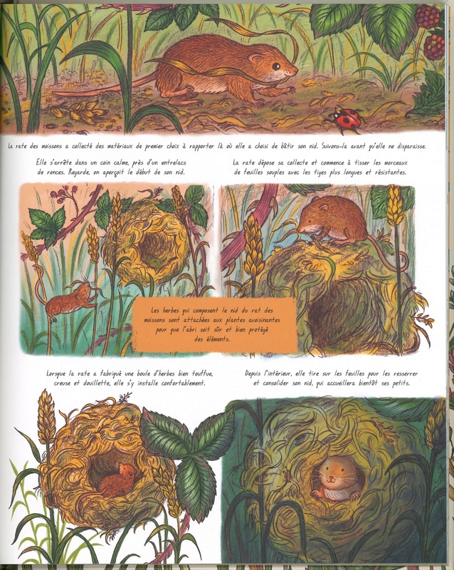 Les secrets de la nature tout près de toi