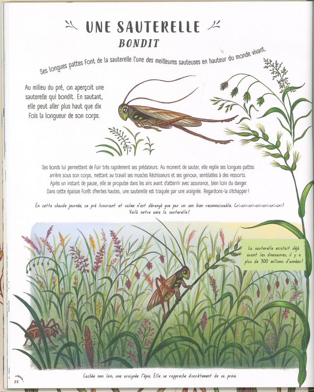 Les secrets de la nature tout près de toi