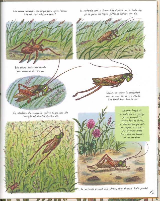 Les secrets de la nature tout près de toi