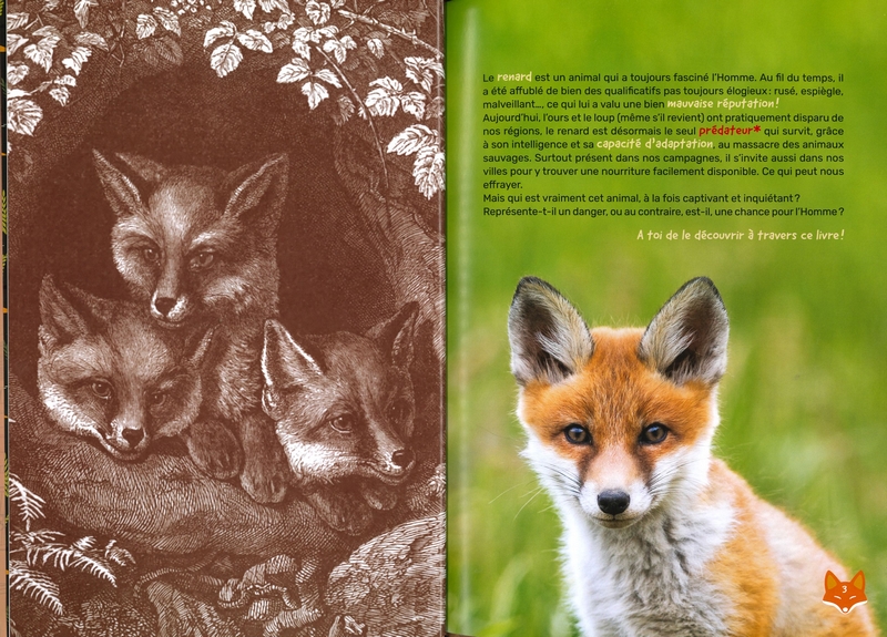 Renard des villes, renard des champs