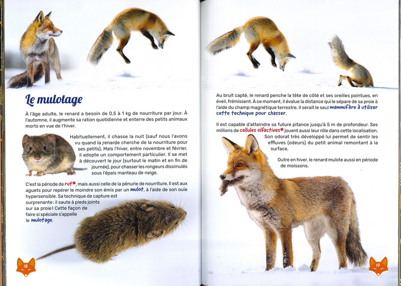 Renard des villes, renard des champs