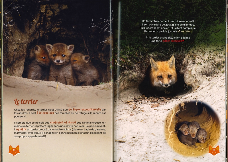 Renard des villes, renard des champs