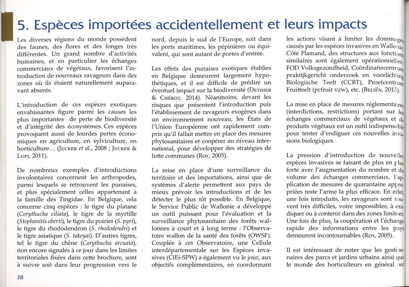 Clé de détermination photographique des tigres ou punaises Tingidae de Belgique