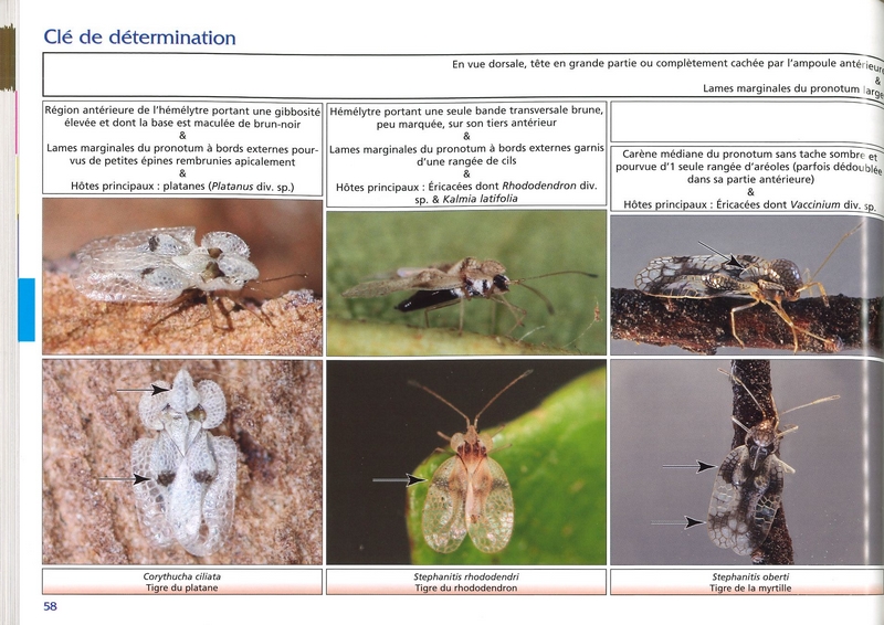 Clé de détermination photographique des tigres ou punaises Tingidae de Belgique