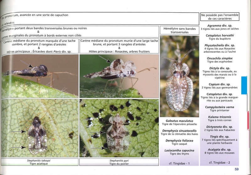 Clé de détermination photographique des tigres ou punaises Tingidae de Belgique