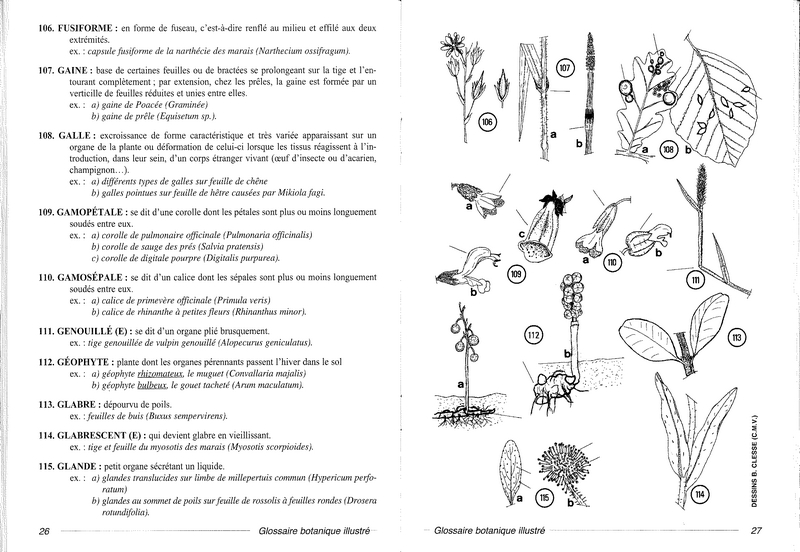 Glossaire botanique illustré