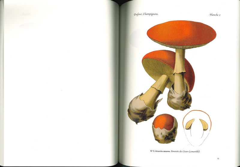 Atlas des champignons comestibles et vénéneux