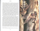 Abeilles mellifères une histoire naturelle et une moins naturelle