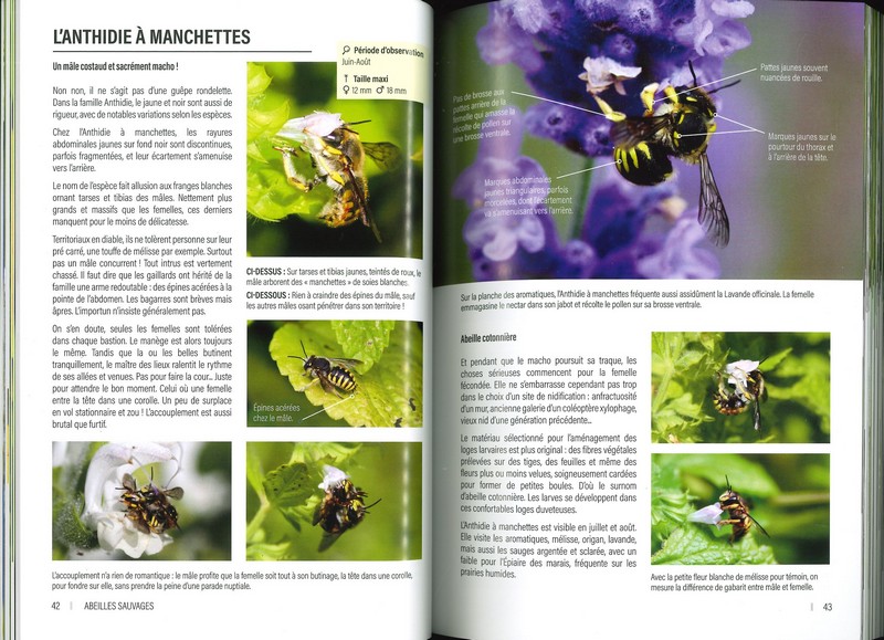 Insectes du jardin