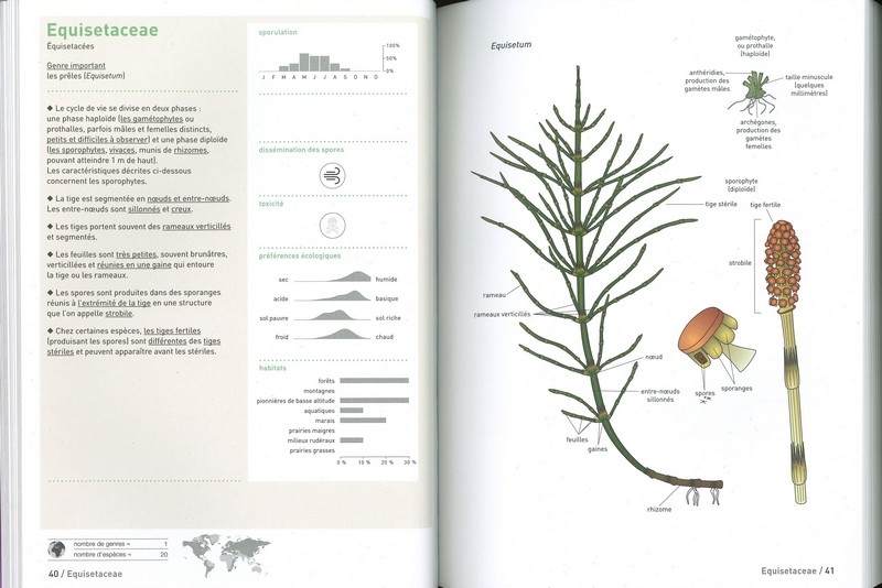 Connaissances botaniques de base en un coup d'oeil