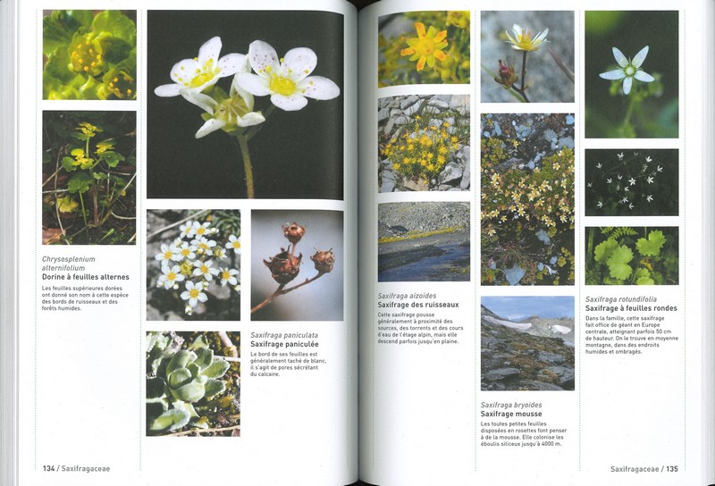 Connaissances botaniques de base en un coup d'oeil