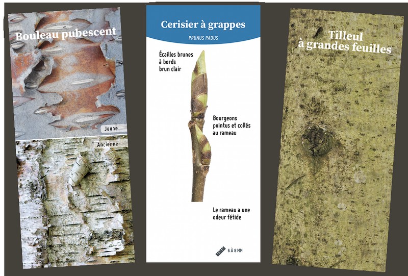 L'éventail des bourgeons  et écorces