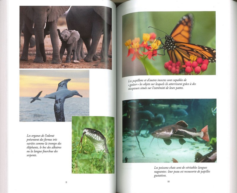 Un monde immense comment les animaux perçoivent le monde