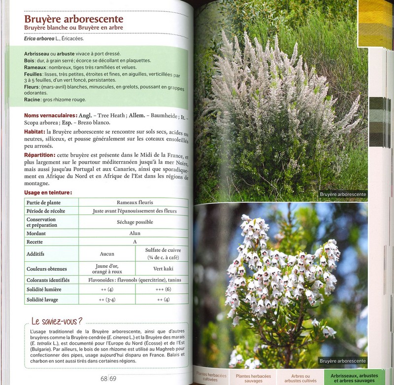 Guide des teintures naturelles - plantes à fleurs