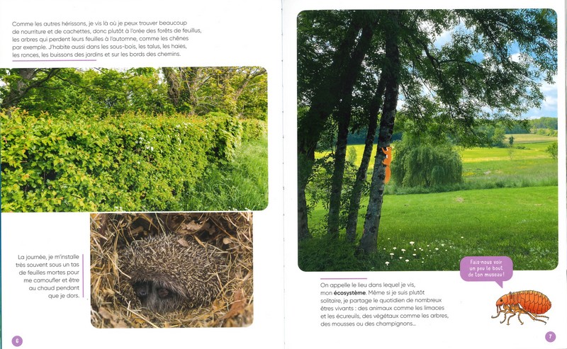 Vis ma vie de hérisson