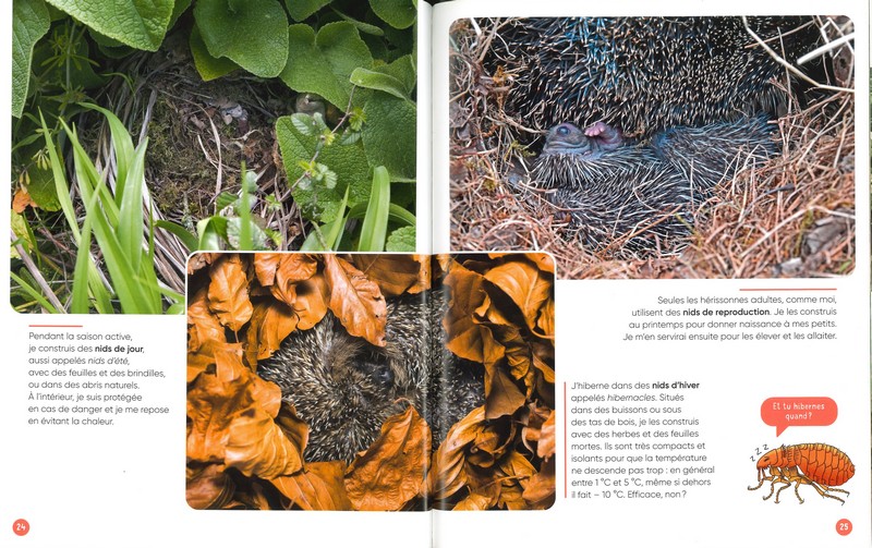 Vis ma vie de hérisson