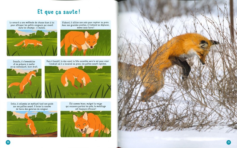 Vis ma vie de renard