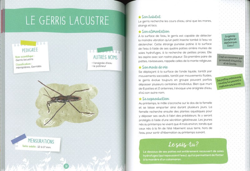 Les insectes mon petit guide nature - Rusti'kids