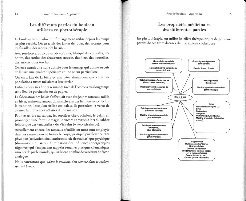 Avec le bouleau