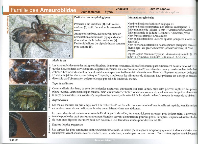Clé de détermination photographique des principales araignées de Belgique