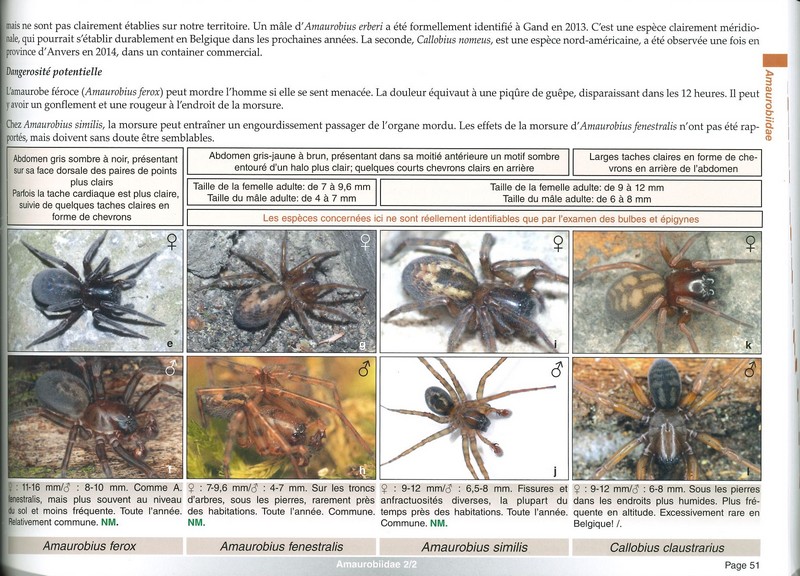 Clé de détermination photographique des principales araignées de Belgique