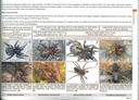 Clé de détermination photographique des principales araignées de Belgique