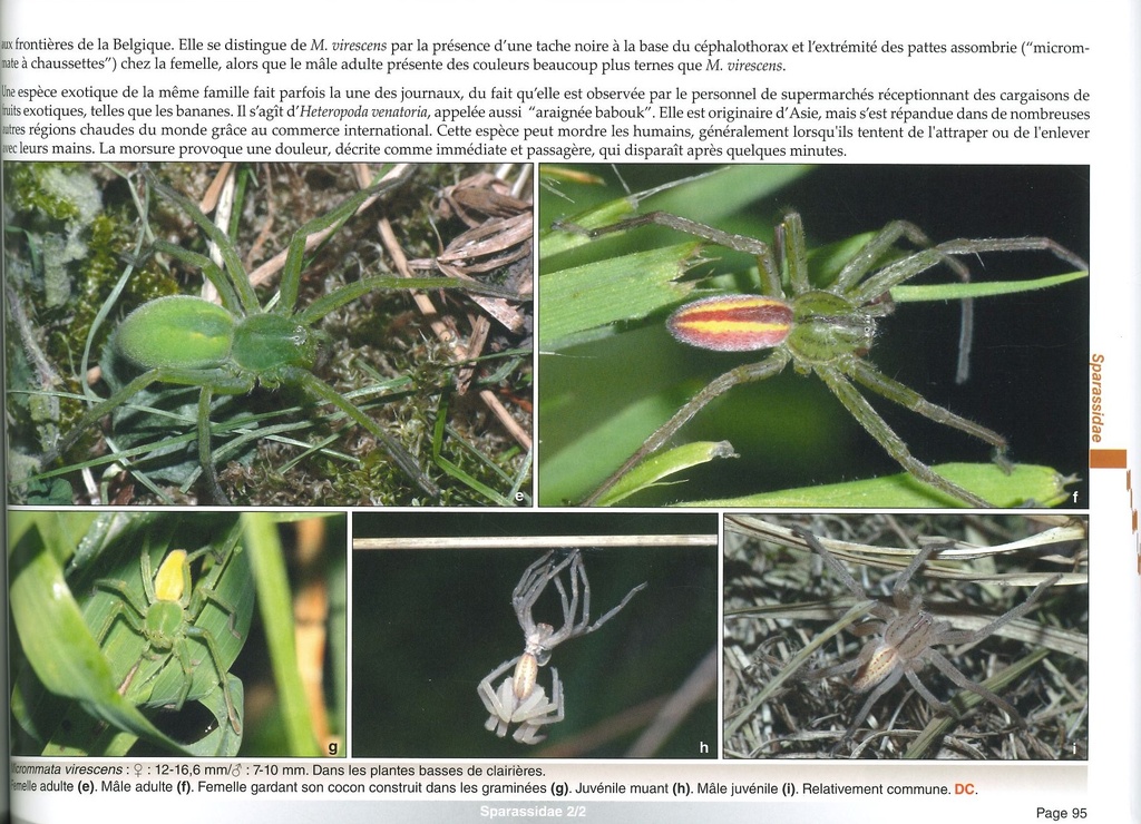 Clé de détermination photographique des principales araignées de Belgique