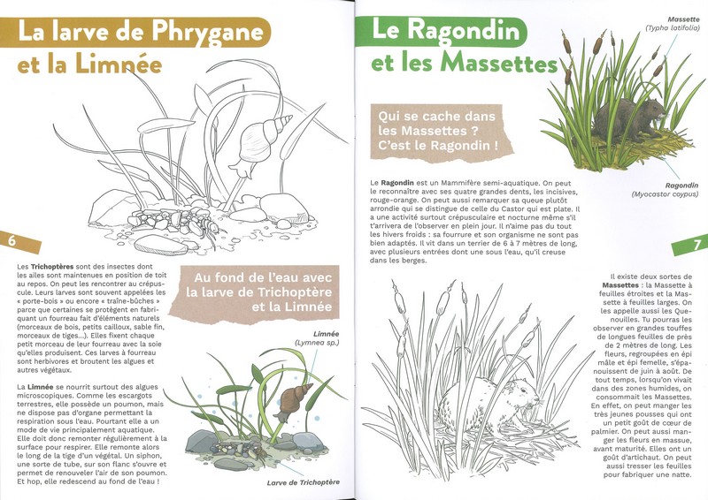 Vie sauvage de la mare - coloriages nature