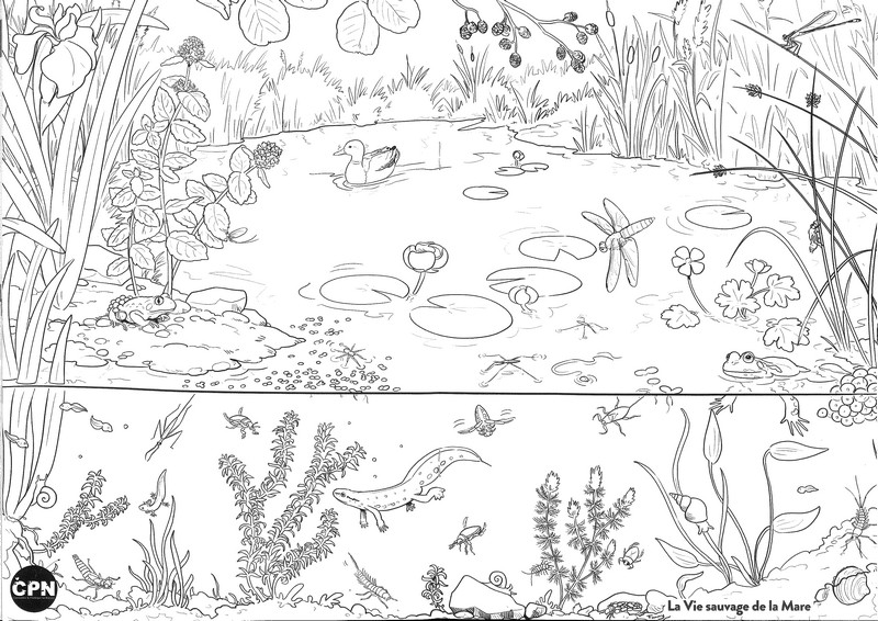 Vie sauvage de la mare - coloriages nature