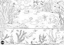 Vie sauvage de la mare - coloriages nature