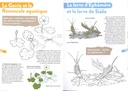 Vie sauvage de la mare - coloriages nature