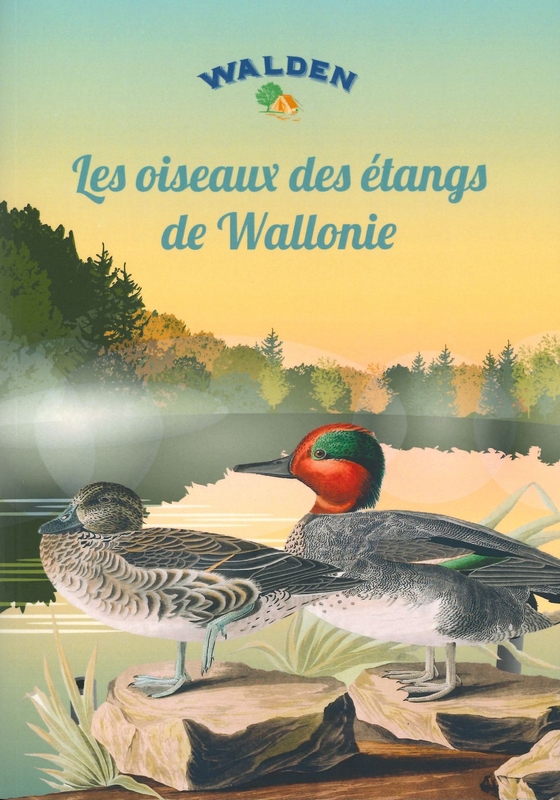 Les oiseaux des étangs de Wallonie