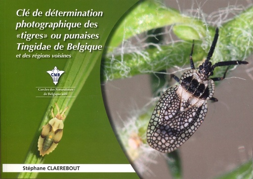 Clé de détermination photographique des tigres ou punaises Tingidae de Belgique