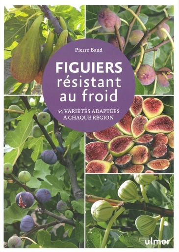 Figuiers résistants au froid