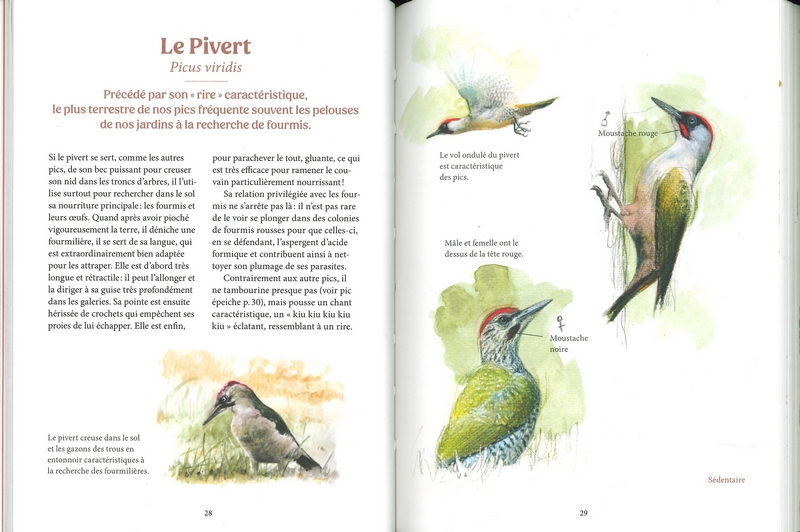 Les oiseaux de nos jardins & leur vie secrète