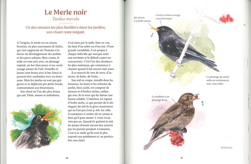 Les oiseaux de nos jardins & leur vie secrète