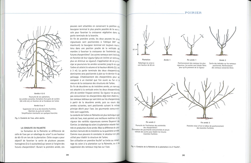 De la taille à la conduite des arbres fruitiers