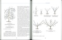 De la taille à la conduite des arbres fruitiers