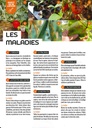 Les fiches du jardinier débutant - Le potager inratable