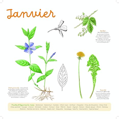 Calendrier 2025 du potager bio (mural)