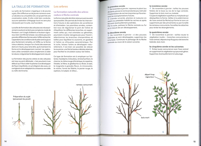 Taillez tous les arbres et arbustes d'ornement