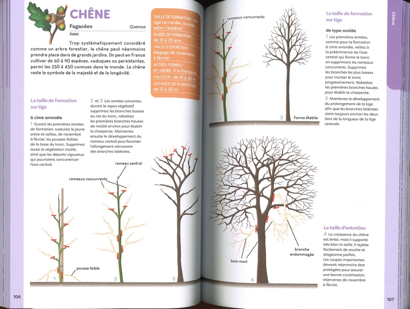 Taillez tous les arbres et arbustes d'ornement